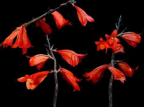 Dendrobium dillonianum